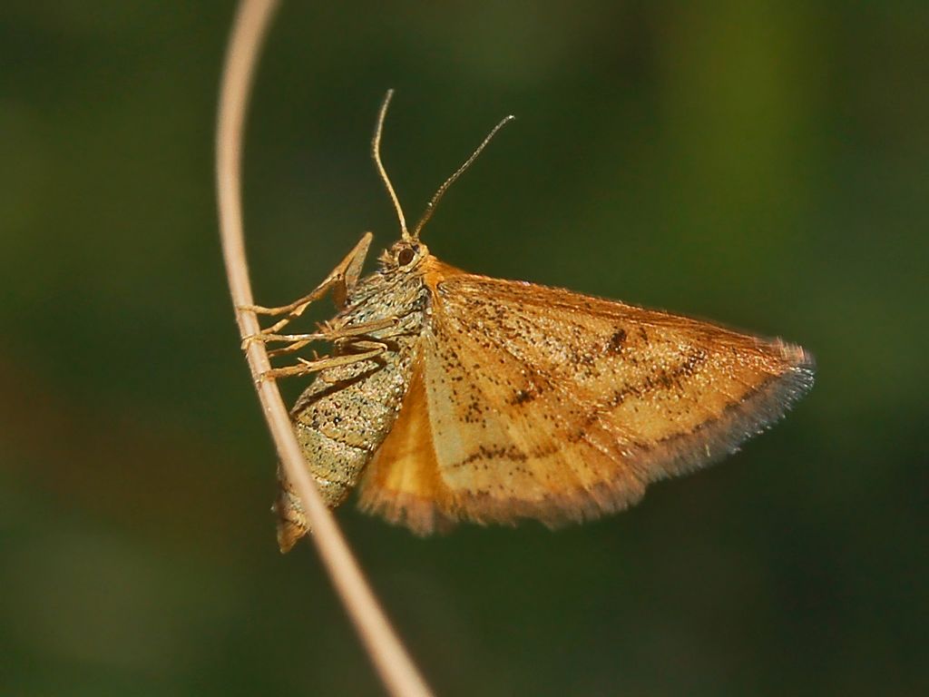 Idaea flaveolaria ?